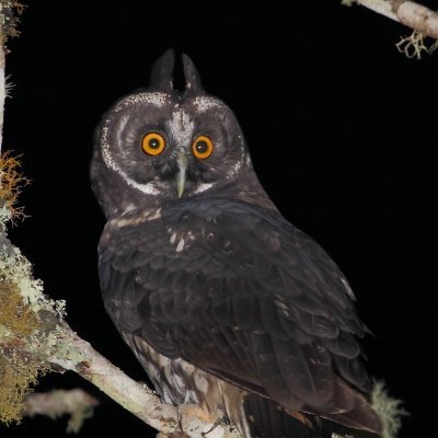 maotouyiing's profile picture. 