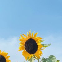 GCP.7 🌿🍃🌤️ (@gchp07) 's Twitter Profile