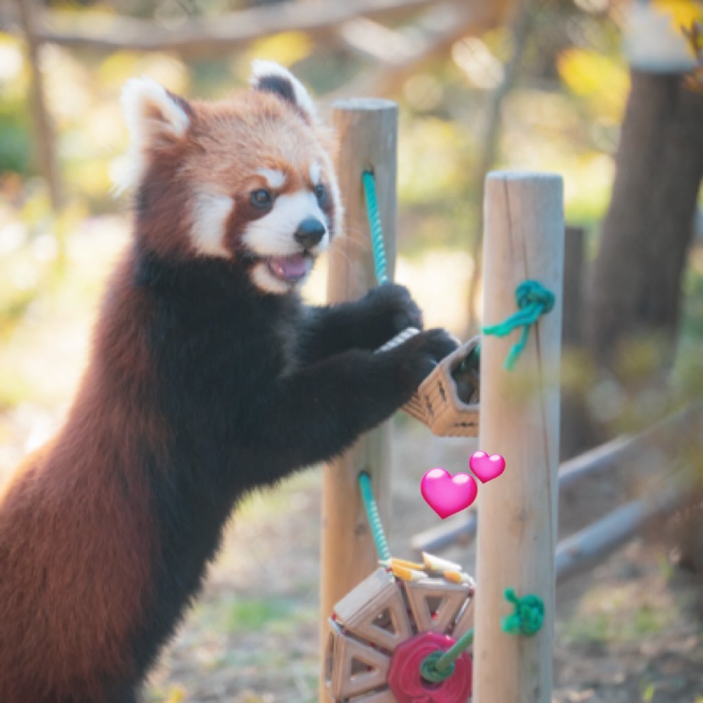 Run_RedPanda's profile picture. My Redpanda Photography📸 ・・・・・・・・最愛💙たけのこ|ネイ| ♡ 関東メインでレッサー活してます✨📸 🏡シーパラ・羽村出没してます📸