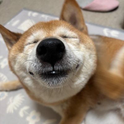 ma52820's profile picture. 自分らしく働く🫧2025.3〜 #シーライクス。デザインと動画の学びの記録💻 管理栄養士◀︎販売接客◀︎経理。柴犬と暮らしています🐕 バレエ🩰鑑賞が趣味。