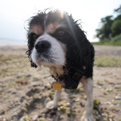 12 year-old Tri-Color Cavalier King Charles Spaniel. I have a big personality and am Dad’s best friend in the whole world ❤️
