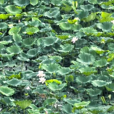 leung666328's profile picture. garden