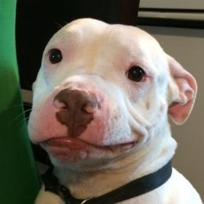 Likrya___'s profile picture. 🐉🟠