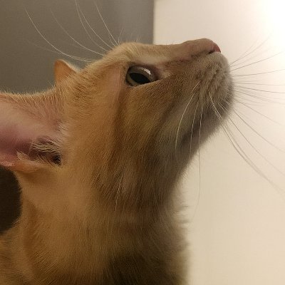 Ricky4530669321's profile picture. Indie Game developer, Full-stack dev.