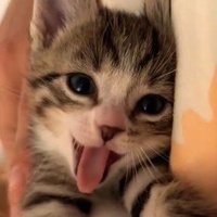 a (@luffyshou) 's Twitter Profile