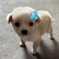팥삥이의 맛tv (@o6uvw_) 's Twitter Profile