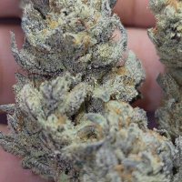 BitxhImHigh (@bitxhimhigh) 's Twitter Profile