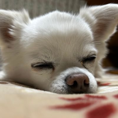 何とか社会に適応したい人。脳とか心についても興味・関心があります。普段はビアバーの端やら日産スタジアムにいたりします。