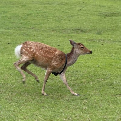 TinyPrettySnake's profile picture. childless cat lady