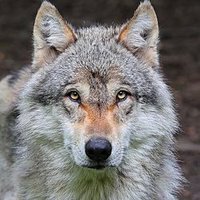 Loup de Malmousque (@loup2malmousque) 's Twitter Profile