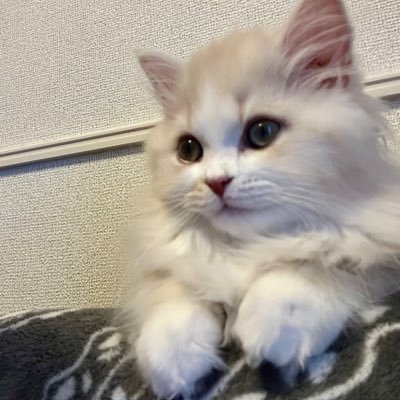 ミヌエット🐈2024.11生🎂男の子のラテとの生活をまったり投稿していきたいと思ってます😌X不慣れな初心者🔰ですが、いいね♡&フォローしていただけると嬉しいです☺️