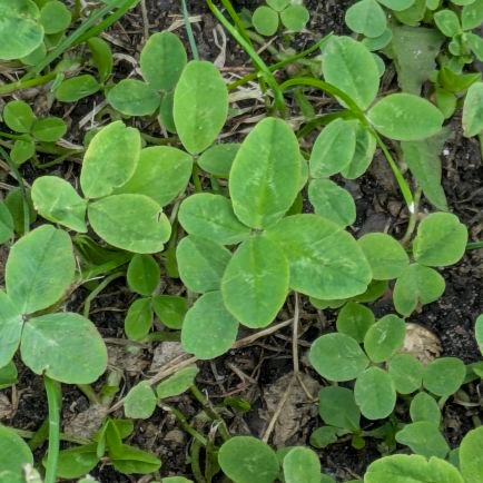 maratgolbd's profile picture. genius