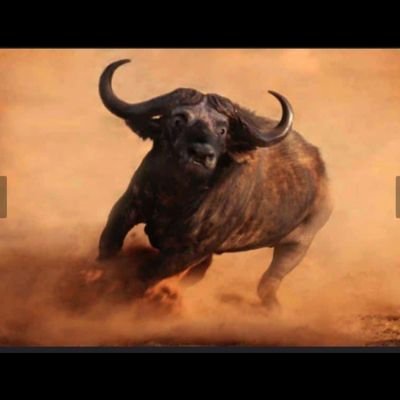 wadiwashona's profile picture. #Arsenal
Always Rise: Finishing Strong.