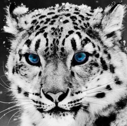 ruslavas's profile picture. 