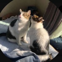 猫好き集まれ (@08_771973) 's Twitter Profile Photo