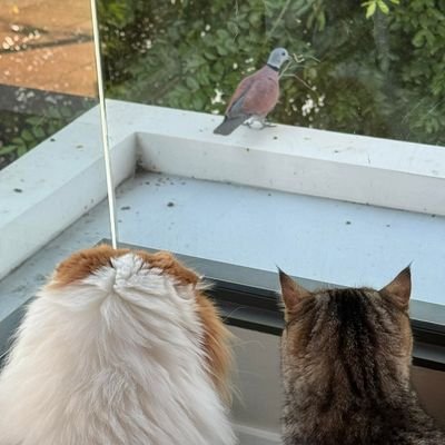 KTechasoph54972's profile picture. 