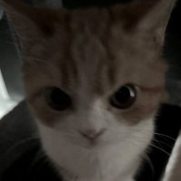 미유 (@srirachasos) 's Twitter Profile
