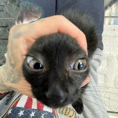 peachii_0w0's profile picture. 是个双^^不定时发发牢骚和日常 家里有几只爬宠 喜欢覆面 没有大奶请不要找我说话 https://t.co/tsknmqy6Dd