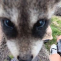 🇰🇷똥너구리🇰🇷 (@pooroccoon) 's Twitter Profile