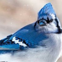 Catholic Podcast Listener (@cathpodlistener) 's Twitter Profile Photo Catholic Podcast Listener (@cathpodlistener) 's Twitter Profile Photo
