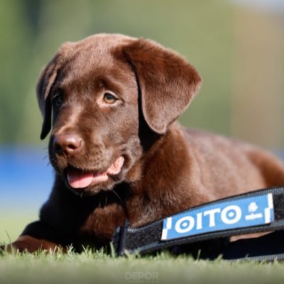 Son Oito. Mascota oficial do RC Deportivo. Do Dépor dende antes de saber que era un can.
