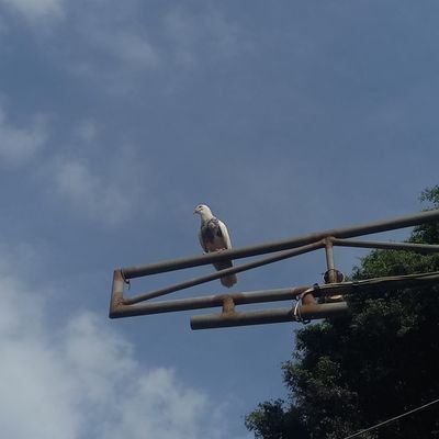 anggiadee_'s profile picture. 🐱