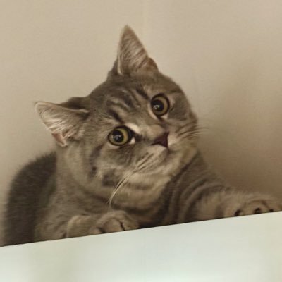 kabosuko1116's profile picture. スコティッシュフォールド♂のかぼす君との記録