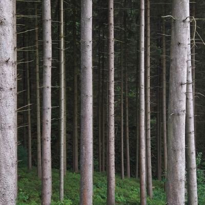 ferndbuzkal's profile picture. MSc | Politiek | Nieuws | Recht | Dieren | Natuur | 'Seek to understand before being understood'