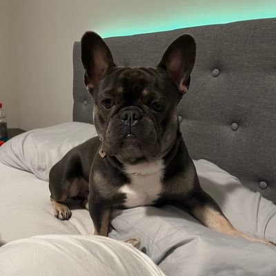 chop_life0708's profile picture. God’s Timing. $USDUC HODLER