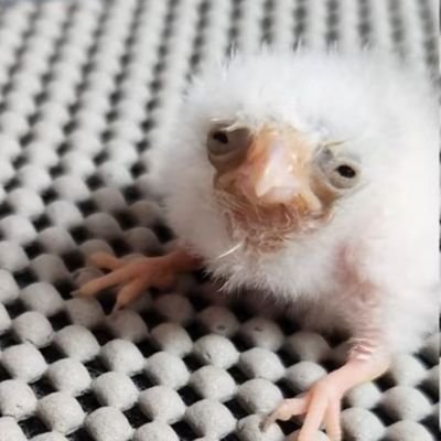 CionekUrus's profile picture. Conta pra estudos🧠