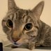 meowllions 🫵😹 (@meowllions) Twitter profile photo meowllions 🫵😹 (@meowllions) Twitter profile photo