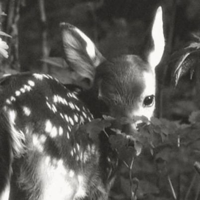 The___Zizi's profile picture. Wubba Lubba Dub Dub