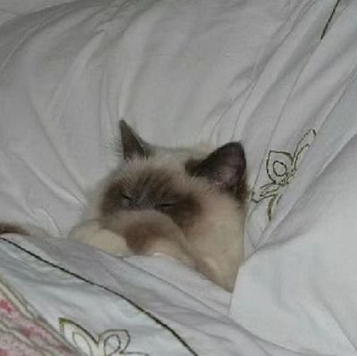 Shiro02_J's profile picture. 