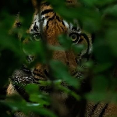 ThisBitterTruth's profile picture. No hesitation calling spade a spade.