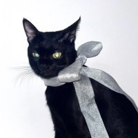 Miumeow๐ฑ (@meowmiuya) 's Twitter Profile Photo Miumeow๐ฑ (@meowmiuya) 's Twitter Profile Photo