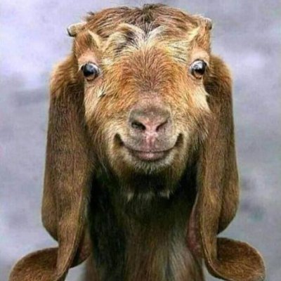 Taksh626121's profile picture. A well mannered goat
Learning full stack development.