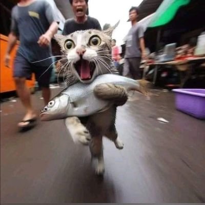 benhaouii's profile picture. 