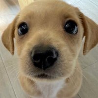 feefifofum (@fitzlovedmaybe) 's Twitter Profile
