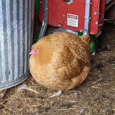 🐔 Gallinona vieja hace buen caldo y no lo pienso discutir 🐔🔥😏😌💋💐