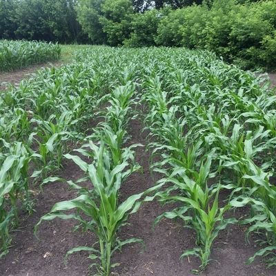 GTameko34643's profile picture. I'm an agri tech sales and support expert looking to help both small and large scale farmers