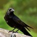 La grotte aux corbeaux (@grotte_corbeaux) Twitter profile photo La grotte aux corbeaux (@grotte_corbeaux) Twitter profile photo