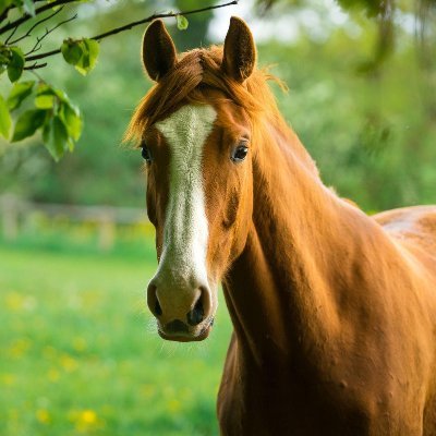Just a Horse figuring out the internet :)
DM me the word deer...
(he/him)
