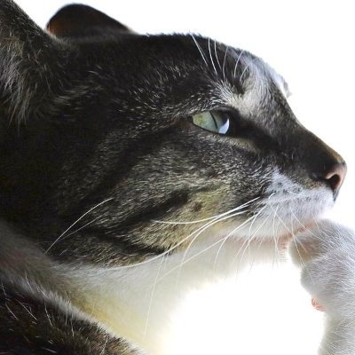 CatalogBunny's profile picture. 