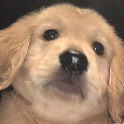 uppydogthing's profile picture. I bark a lot
20
My lil dog space

I am bat kisser 💕