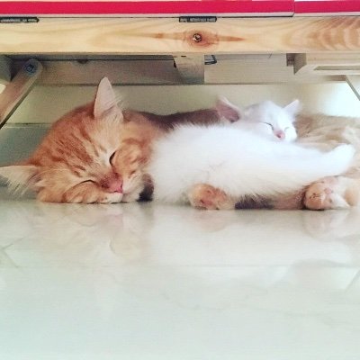 AnnniiiAd's profile picture. Just a curious Apple Developer
