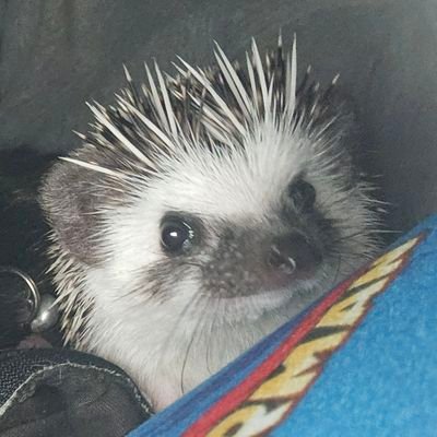 neurodivergent #Photographer and #author, with a pet hedgehog