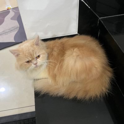 ariakm25's profile picture.