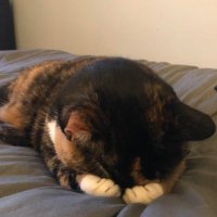 γΎγ π± (@beansproution) 's Twitter Profile