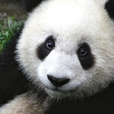 PandicaPan73386's profile picture. 