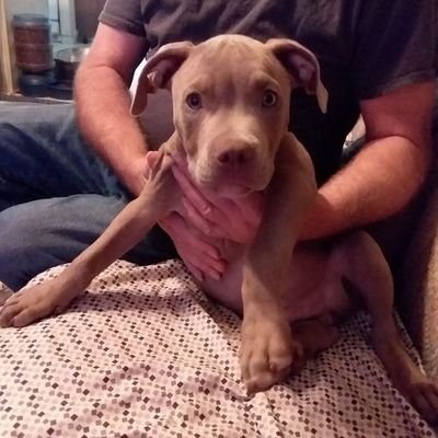 Collin98084's profile picture. Country life.
🇺🇲 Proud of my country. 🇺🇲